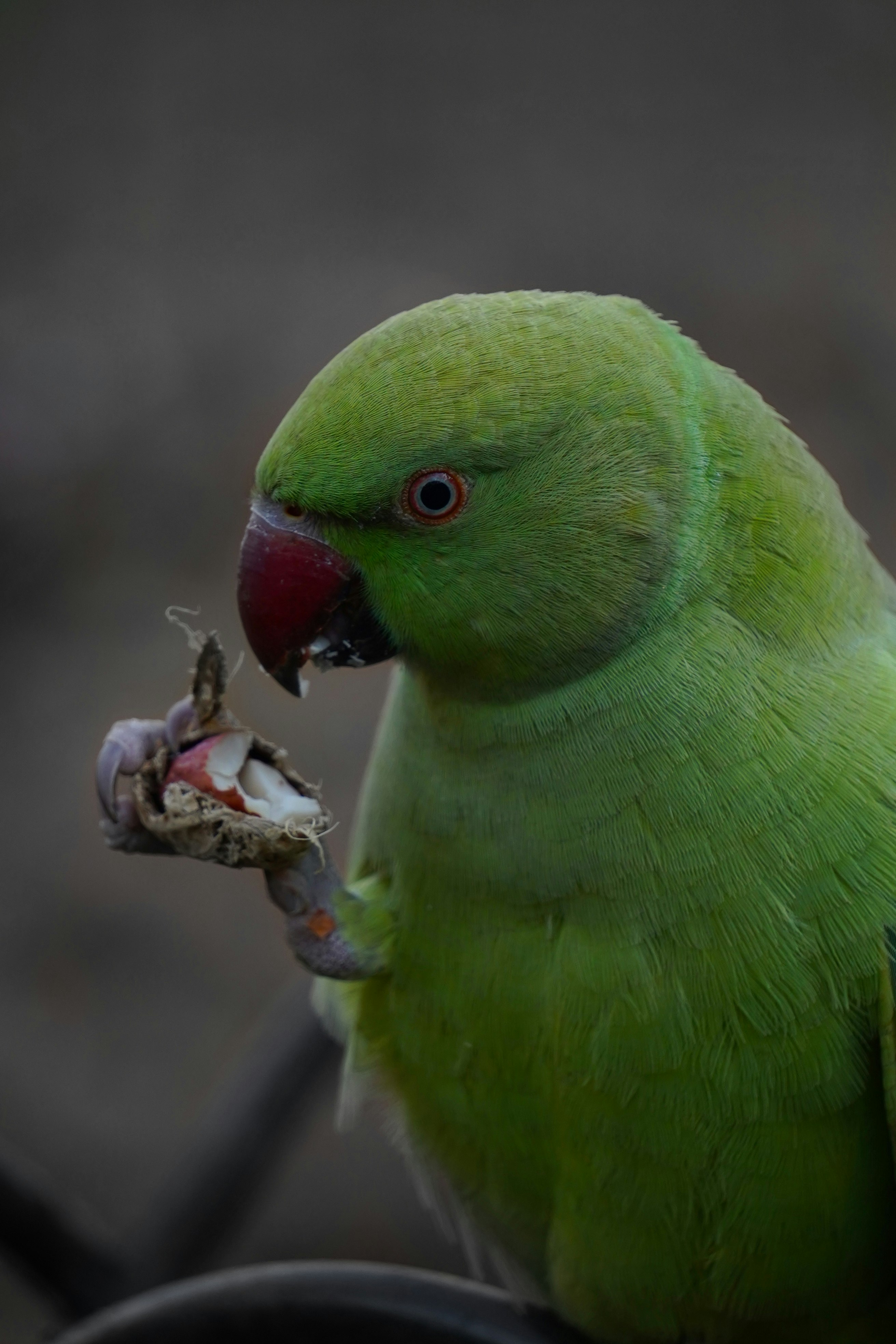 green bird on brown tree branch